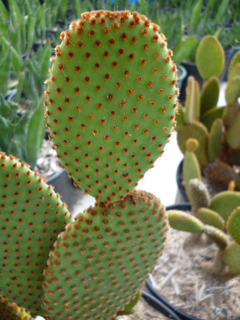 Opuntia microdasys var. Rufida The Cactus King